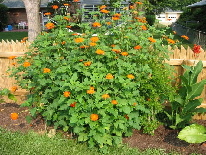 Mexican Sunflower Seeds - 100+ Count - Drought Tolerant Summer Flower - Tithonia rotundifolia