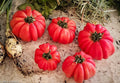 Mushroom Basket Tomato Seeds - 20+ Heirloom Organic Non-GMO - Rare Variety - Solanum lycopersicum