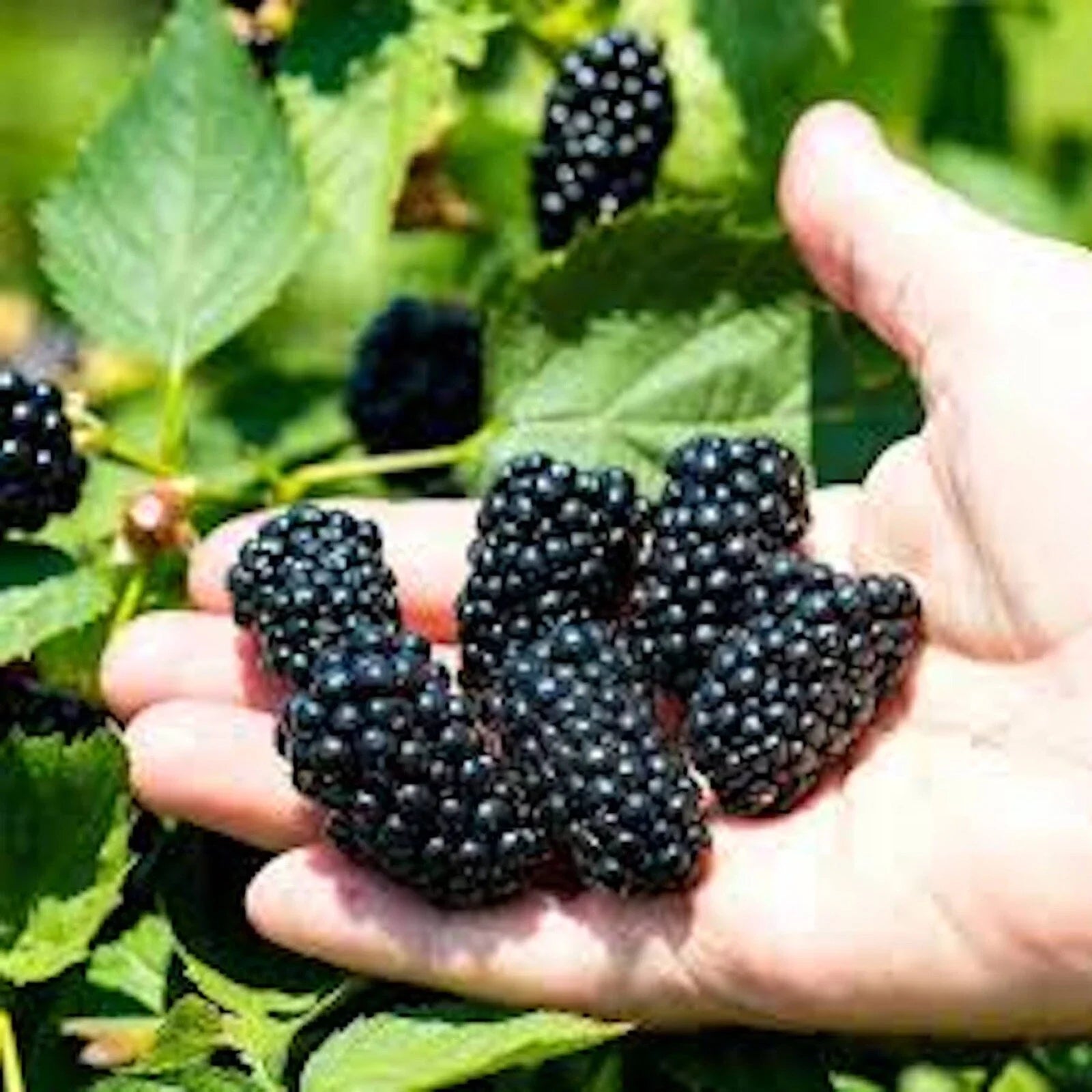 Prime-Ark Freedom Blackberry Plant, Bare Root, Floricane Variety, Rubus spp., Edible Fruit, Easy Care, Antioxidant Rich