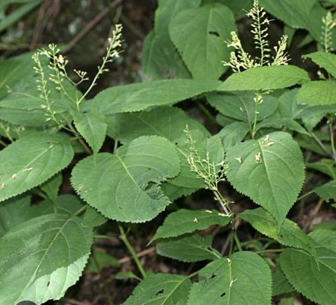 3 Stone Root Plant - Bare Root - Medicinal Wildflower - Collinsonia canadensis - Appalachian Grown - Sustainable Perennial