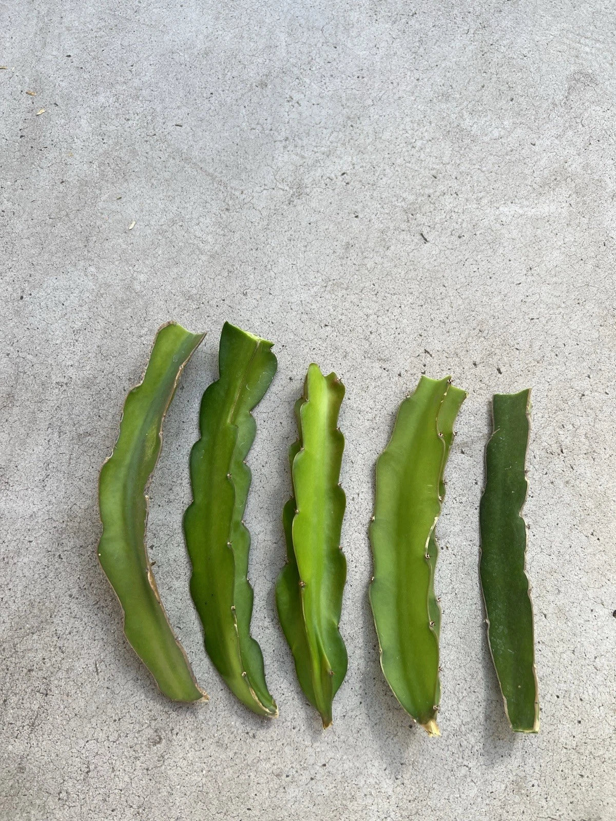 5 Pcs Dragon Fruit Cuttings 8” White Pitaya Cactus - Hylocereus undatus, Fresh & Ready to Plant No Root