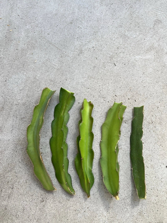 5 Pcs Dragon Fruit Cuttings 8” White Pitaya Cactus - Hylocereus undatus, Fresh & Ready to Plant No Root