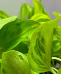 Rare Teruno Champs Elysees Pothos Cuttings - Fresh 3 Cuttings, No Roots - Perfect for Propagation and Home Decor