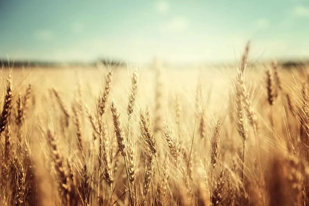 Wheat Cover Crop Seeds 25 Lbs Non-GMO Winter Wheat Food Plot Seed for Deer & Turkey (Triticum aestivum)