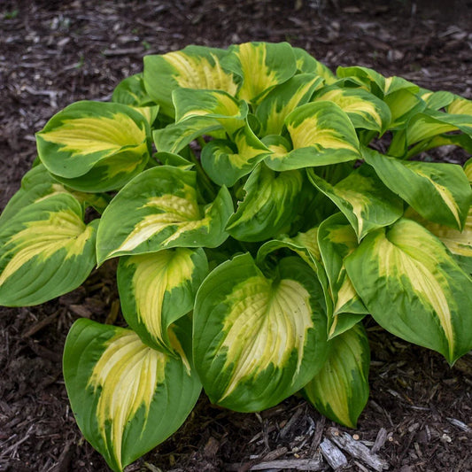 Hosta Plant in 5.25" Pot | Etched Glass Variety | Proven Winners Perennial | Hosta spp.