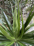 Dragon Tree Cuttings - 5 Hawaii Grown Dracaena Marginata Bonsai Money Tree Plants