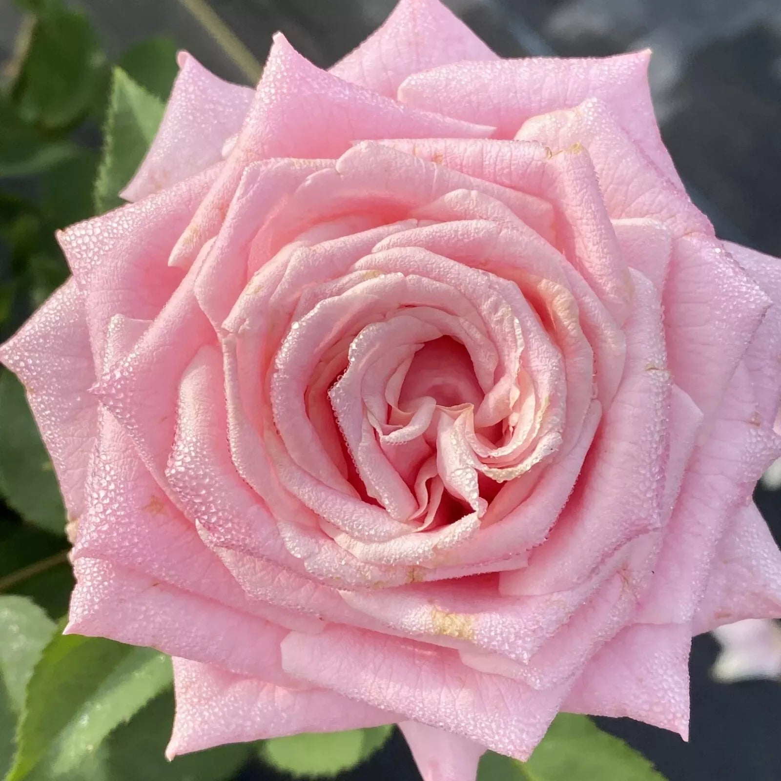Bareroot Rose Bush Belinda's Dream 2 Years Old Earthkind Plant - Rosa 'Belinda's Dream'