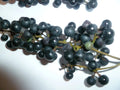 Wild Grape Seeds - 50 Organic Seeds - Vitis aestivalis - Non-GMO, Heirloom, Free Shipping