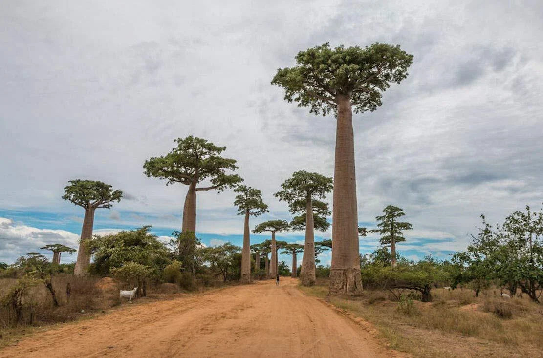 Baobab Tree Seeds - Capricata Variety - Rare Tropical Adansonia Digitata - Grow Your Own Exotic Plant