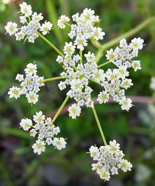 Caraway Seeds | Vegetable Herb Seeds | Cumin Flavor Variety | Carum carvi