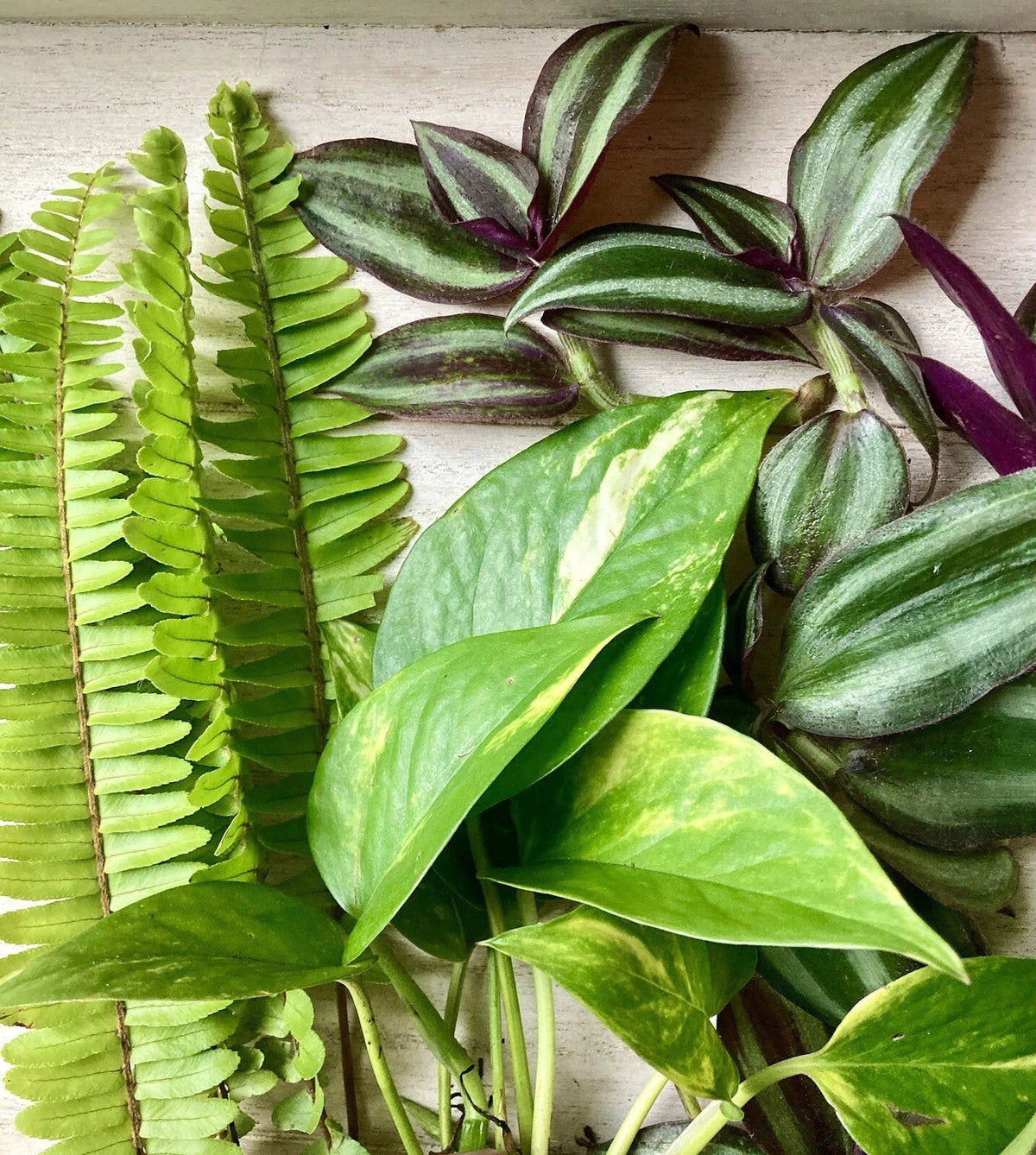 Rooted House Plant Cuttings - 15 Variety Cuttings for Propagation - Ideal for Home Decor or Gardening