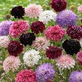 Pincushion Flower Seeds Mix - 100+ Fresh Scabiosa Colors - 2025 Pack