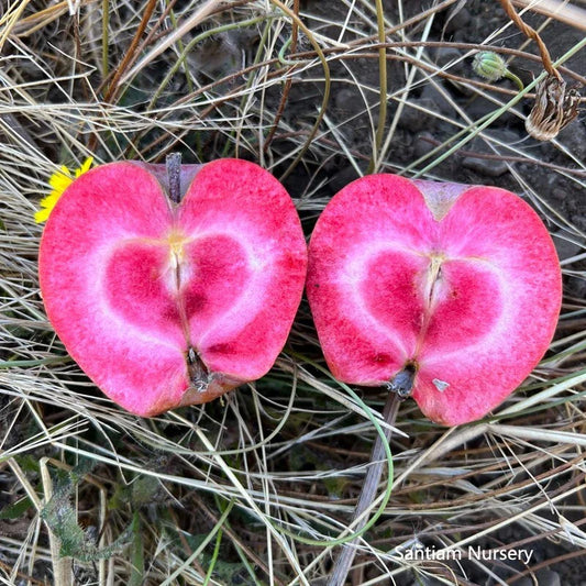 Bare Root Apple Tree - Almata Red Flesh Variety - Malus domestica