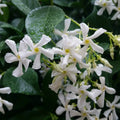 Rooted Starter Plant - Confederate Star Jasmine - Extremely Fragrant Vine - Trachelospermum jasminoides - Ships Without Pot