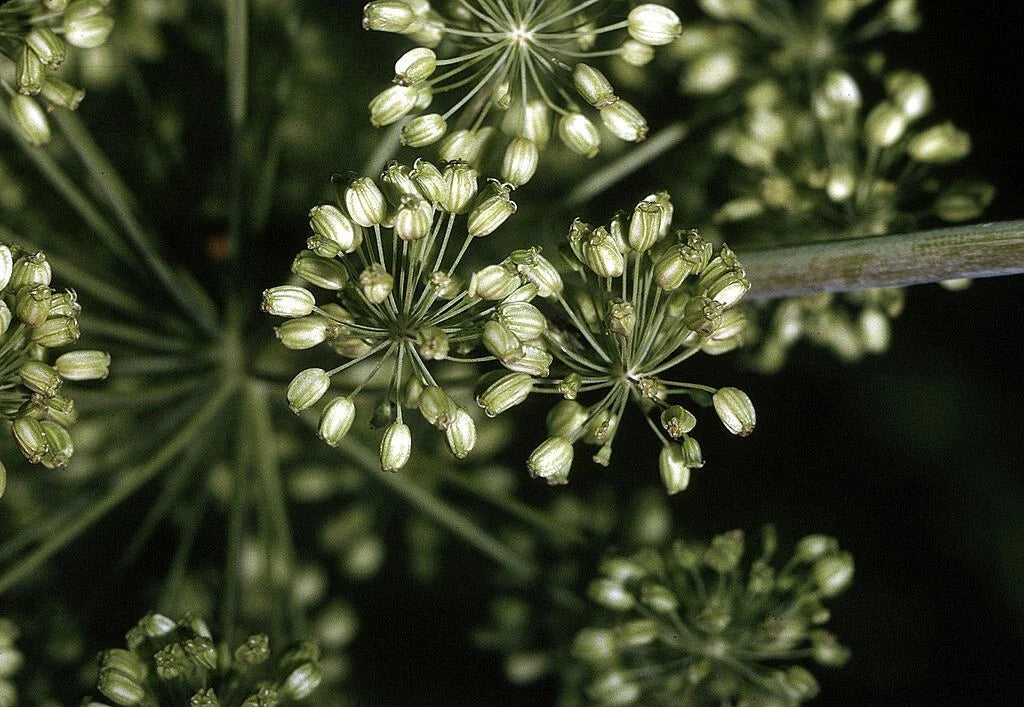 Angelica Seeds - 200 Non-GMO Seeds - Herbal Plant - Angelica archangelica - Free Shipping