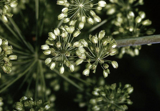 Angelica Seeds - 200 Non-GMO Seeds - Herbal Plant - Angelica archangelica - Free Shipping