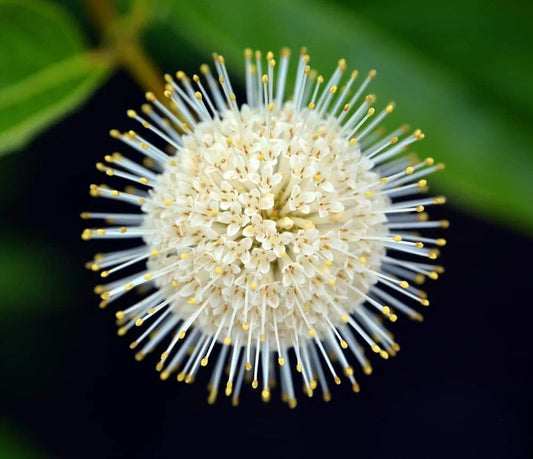 Buttonbush Seeds 100 Count - Cephalanthus occidentalis - Native Wetland Plant for Gardens and Pollinator Habitats