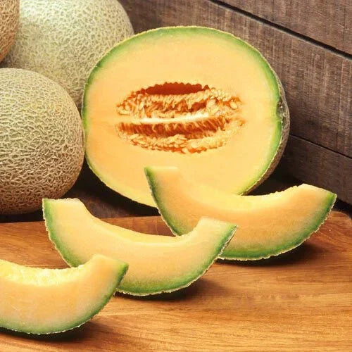 Cantaloupe Seeds - Edisto 47 - Heirloom Non-GMO - Cucumis melo - Free Shipping