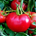 Organic Tomato Seeds - 51+ Bradley Bush Variety for Container Gardening - Perfect for Compact Spaces - Lycopersicon esculentum