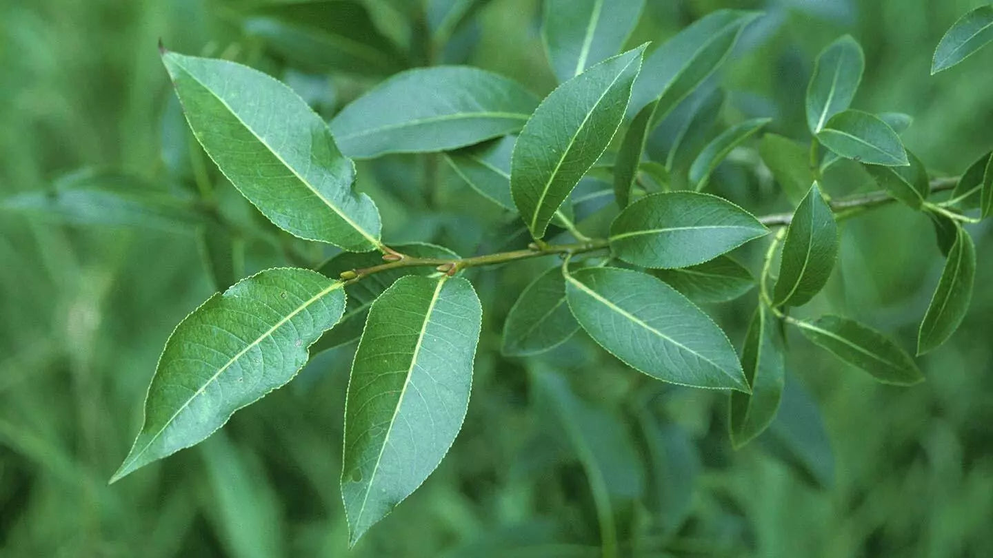 Bay Leaf Willow Cuttings - 2 Healthy Cuttings - Salix pentandra - Rare Indoor/Outdoor Plant Propagation