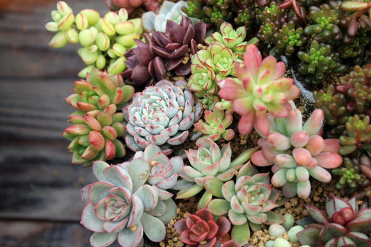 Assorted Succulent Cuttings - 10 Varieties for Garden Decor - Perfect for DIY Projects and Indoor Planters - Succulent Plants