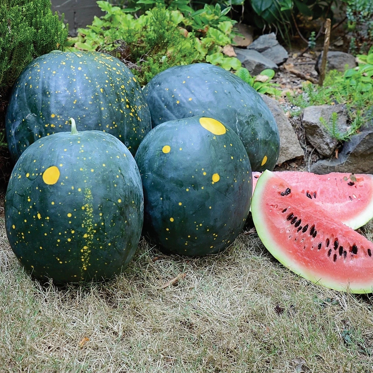 Moon and Stars Red Watermelon Seeds - 20 Heirloom Organic Non-GMO Seeds - Citrullus lanatus