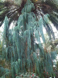 Kashmir Cypress Seeds - 30 Seeds - Cupressus cashmeriana - Hardy Evergreen Tree for Landscaping and Gardens