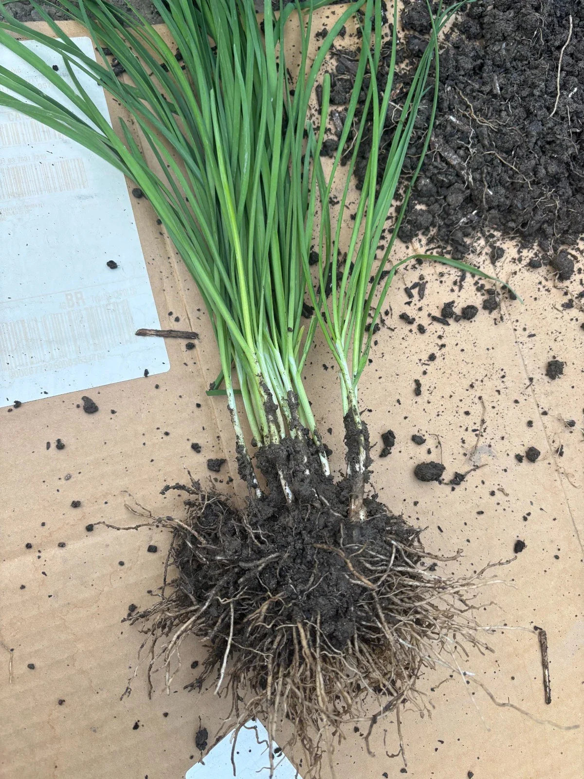 100 Garlic Chives Plants – Live Bare Root Stalks – Allium tuberosum Leek Herb – Perennial Non-GMO Onion Chive – Easy to Grow