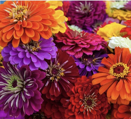 California Giant Zinnia Seeds - 25 Pack, Annual Flower, Easy to Grow, Butterfly Pollinator, Zinnia elegans
