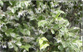 Variegated Confederate Jasmine Starter Plant - Trachelospermum jasminoides - Rooted, Indoor/Outdoor Foliage Plant