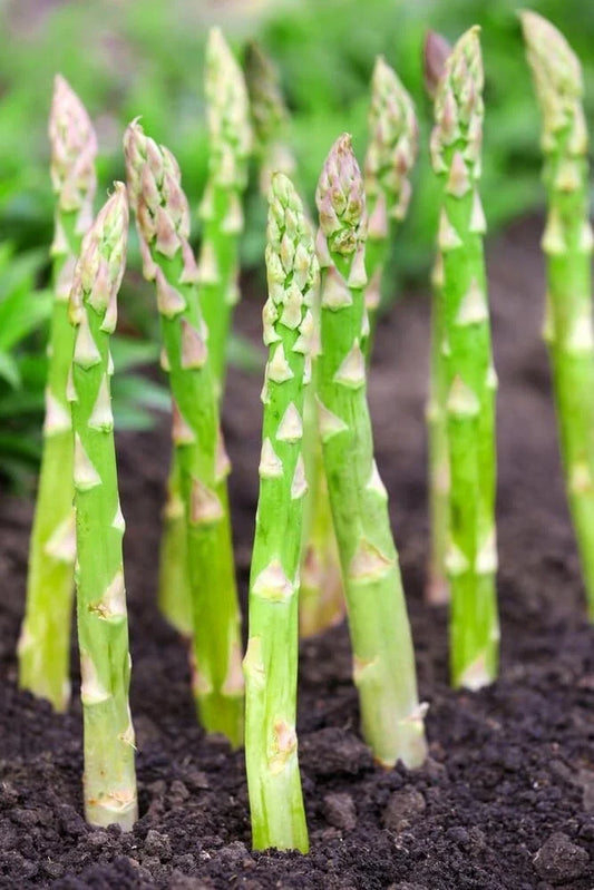 Asparagus Bare Root Plants 2-Year Crowns, Millennium Variety, Asparagus officinalis