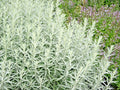 300+ Prairie Sage Flower Seeds - White Sagebrush Perennial Native Wildflower - Ideal for Smudging (Artemisia ludoviciana)
