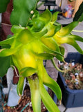 Rooted Yellow Dragon Fruit Cutting - 8-10 Inch Israeli Pitaya - Exotic Fruit Plant for Home Garden, Hylocereus undatus