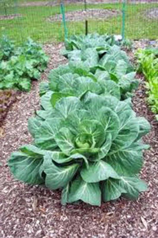 Collard Greens Seeds, Vates Heirloom, Non-GMO, 1000 Seeds, Brassica oleracea