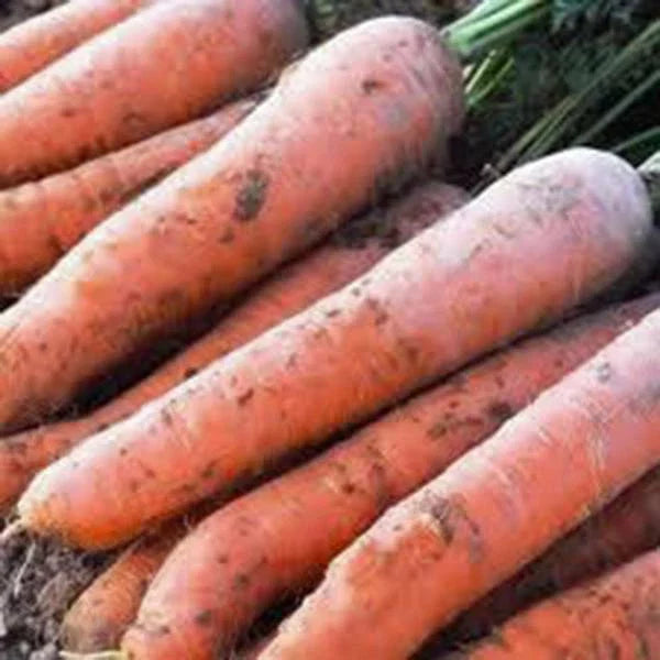 Scarlet Nantes Carrot Seeds - Heirloom Non-GMO, 100+ Seeds, Organic Vegetable Gardening, Daucus carota