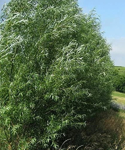Hybrid Willow Trees - 18 Pack - Fast Growing Privacy Trees for Visual & Sound Barrier - Salix × sepulchralis