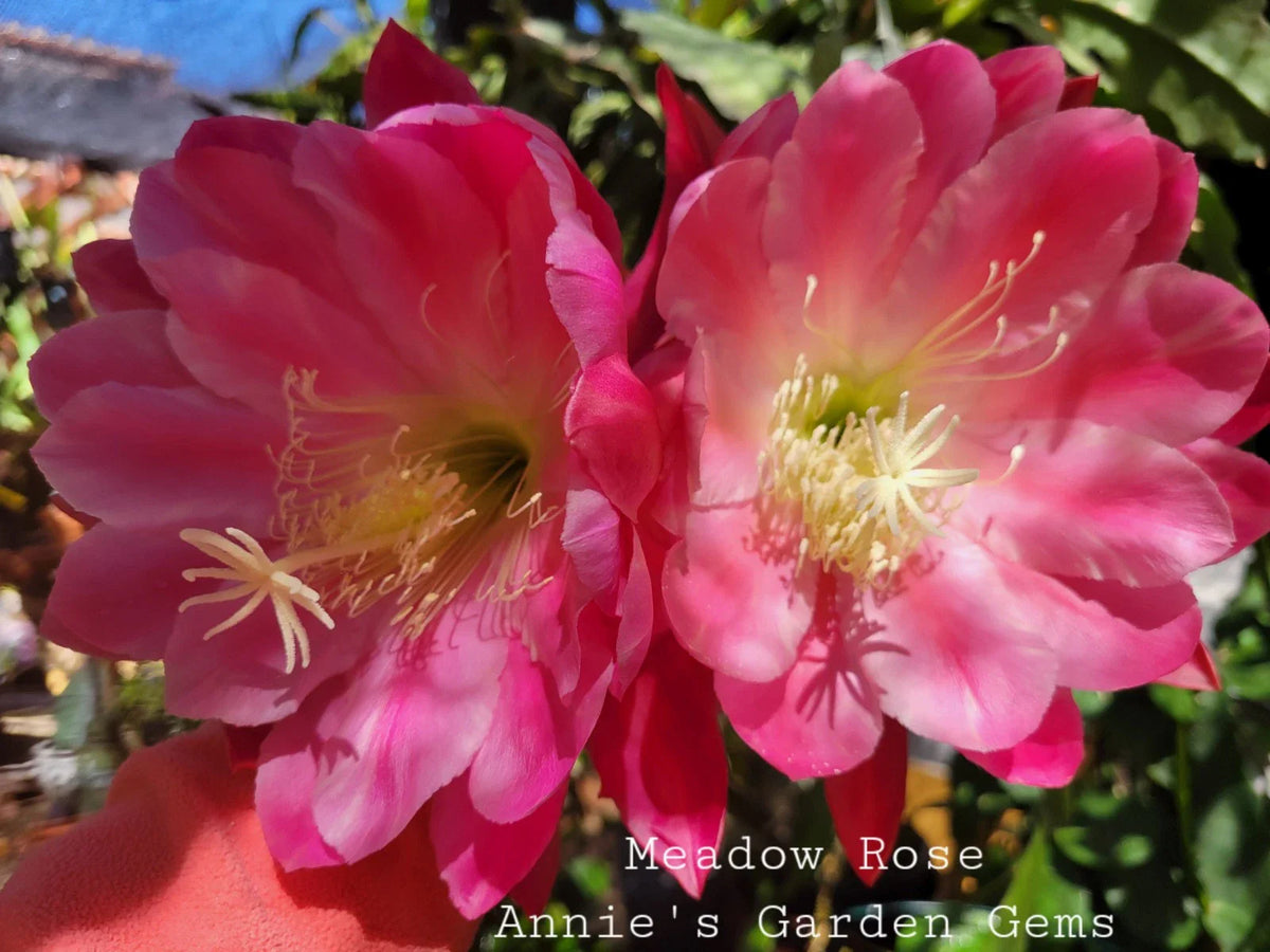 Epiphyllum Cuttings - 8 to 10 inches - Meadow Rose Variety - Unrooted Epiphyllum oxypetalum