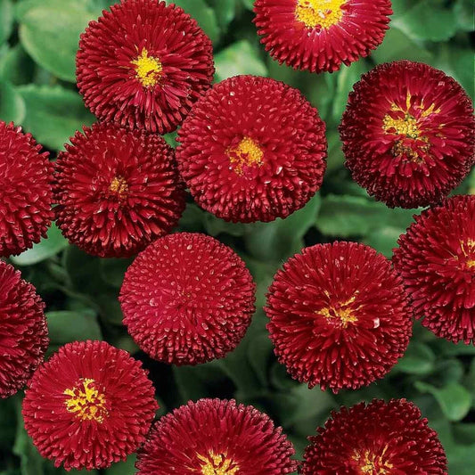 Dark Red English Daisy Seeds - 200+ Pack for Garden Planting - Bellis perennis - USA Grown, Free Shipping