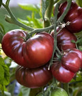 Black Brandywine Tomato Seeds - 30+ Heirloom Organic NON-GMO - Fresh Gardening Seeds for Home Planting