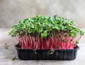 Red Arrow Radish Seeds Bulk 2500 Count | Microgreens for Garden | Raphanus sativus