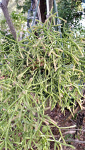 Rhipsalis teres prismatica Cuttings - 4 Branching Orchid Cactus - 5 Inches - Rare HTF Succulent Plant