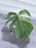Monstera Albo Borsigiana Cutting - Rare Variegated Houseplant - Ideal for Indoor Garden - Monstera deliciosa var. borsigiana