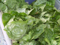 875 Seeds Buttercrunch Lettuce, Non-GMO, Heirloom Variety, Lactuca sativa - GroCo USA, Buy 15 Ships Free