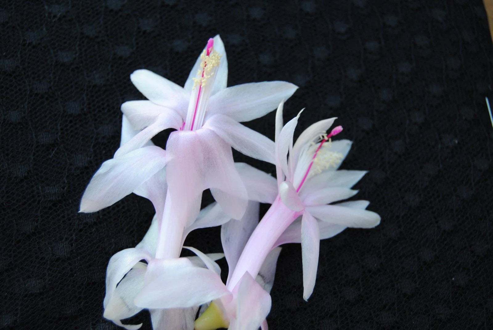 Christmas Cactus Starter Plant - Angel Kisses - Schlumbergera Truncata - Well Rooted Healthy Plant