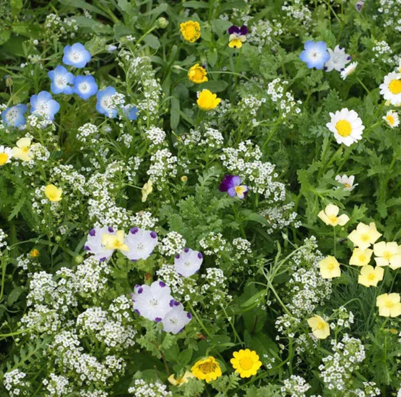 Eco-Ease Flowering Lawn Mix 2g Non-GMO 13 Species 2000 Seeds - Sustainable Alternative Grass Blend for Eco-Friendly Gardens