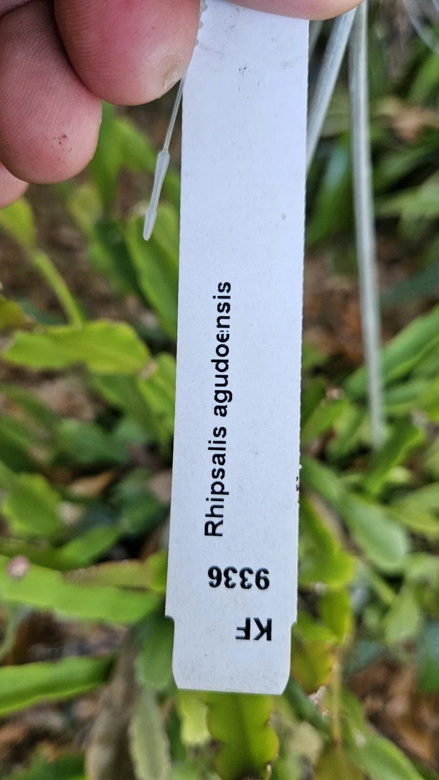 Rhipsalis Agudoensis Cuttings - 5 Orchid Cactus Cuttings, 4 Inches Each, Full Sun, Easy Care Houseplant