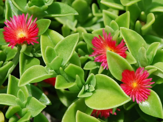 Aptenia Cordifolia Red Apple Sun Rose Cuttings - 24 pcs, 4" to 6" for Rooting, Succulent Plant, Easy Care