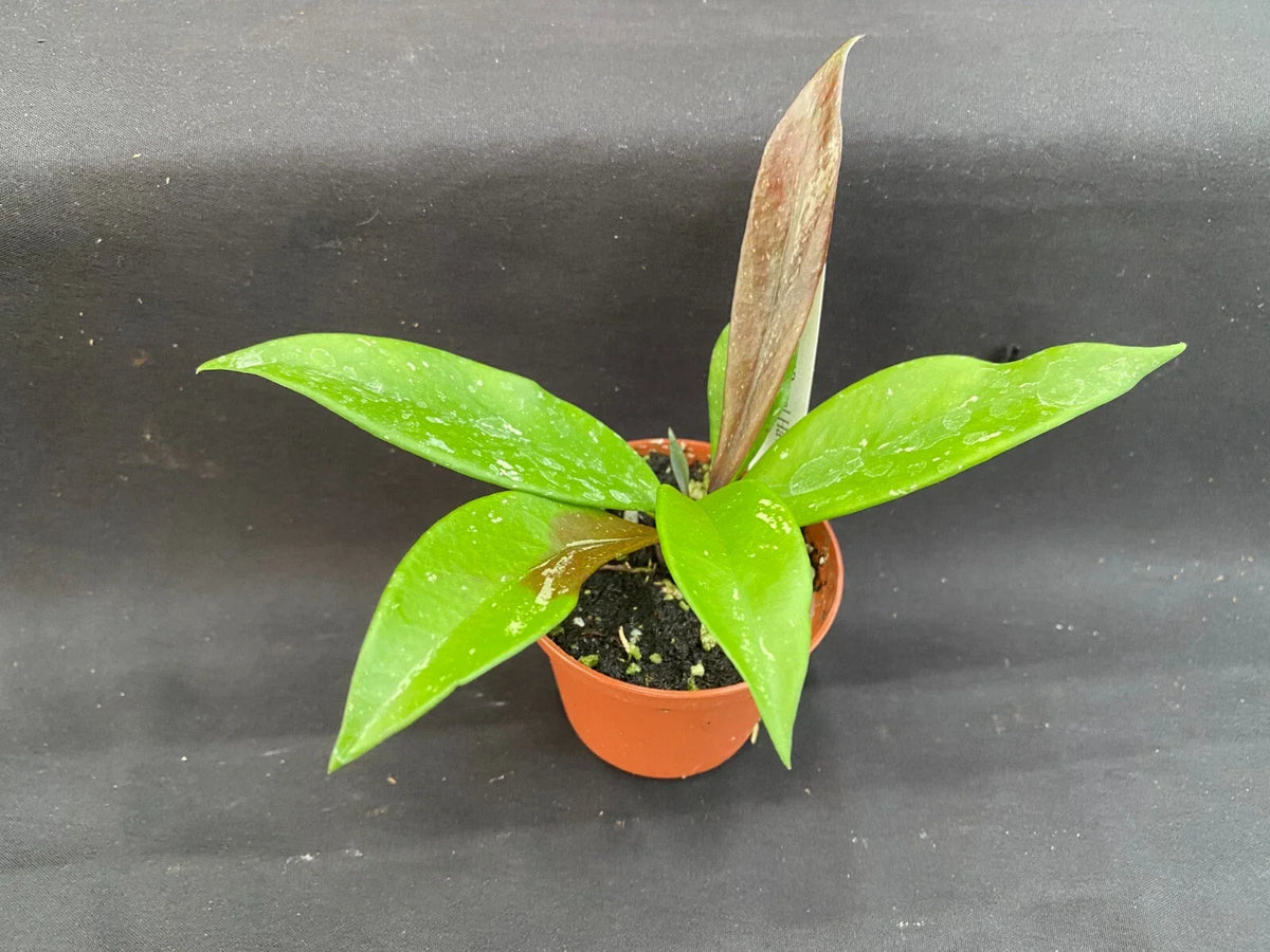 Hoya Plant 2.5" Pot Royal Hawaiian Purple Hoya pubicalyx Rooted Houseplant Live Indoor Plant