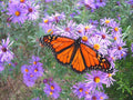 New England Aster Seeds - Perennial Native Wildflower - Summer/Fall Flowers - Aster novae-angliae - 201+ Seeds