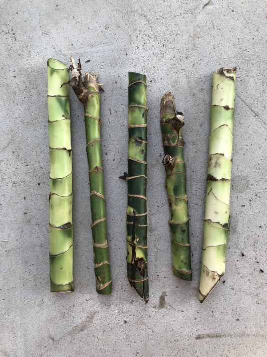 Dracaena Fragrans Fresh Cuttings - 5 Easy to Plant House Plants, No Root Required, Ideal for Indoor Gardening